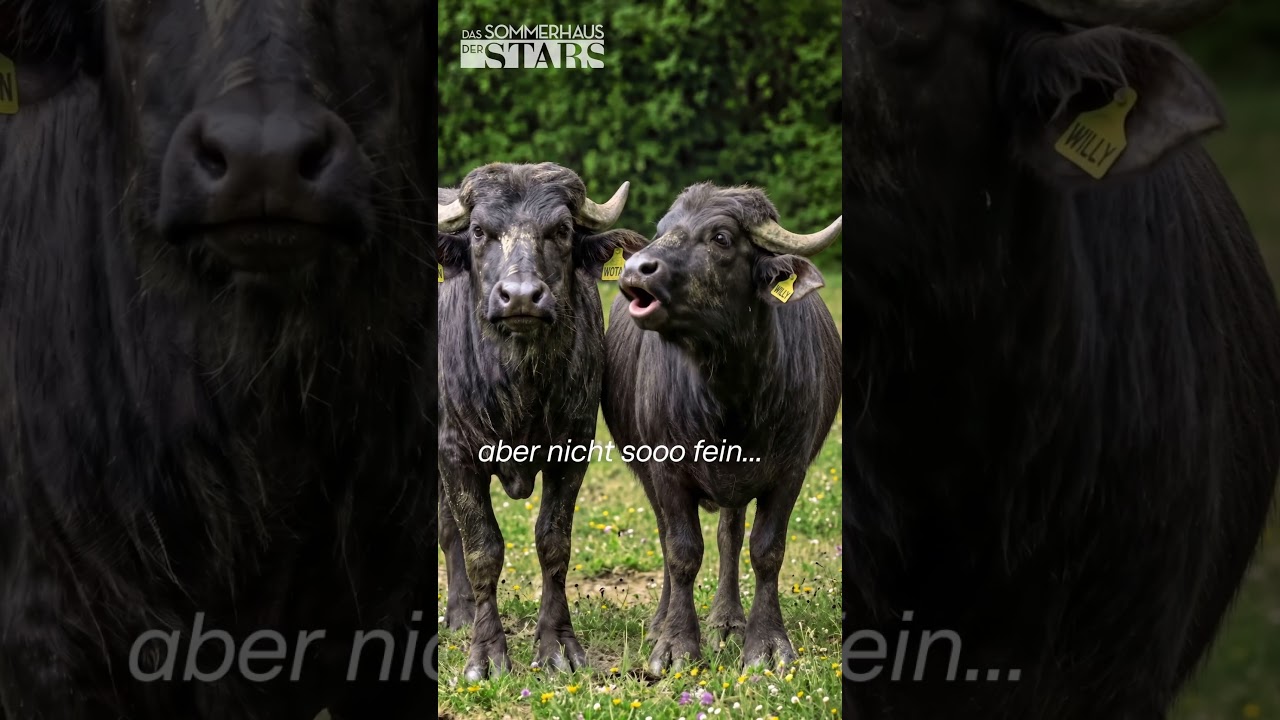 Clipbild: Muuuuuh! Sommerhaus-CHAOS aus BÜFFEL-Sicht!